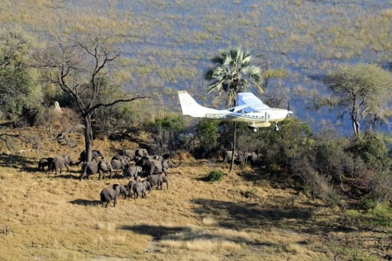 Great Elephant Census Reveals Massive Population Decline in African Savanna Elephants