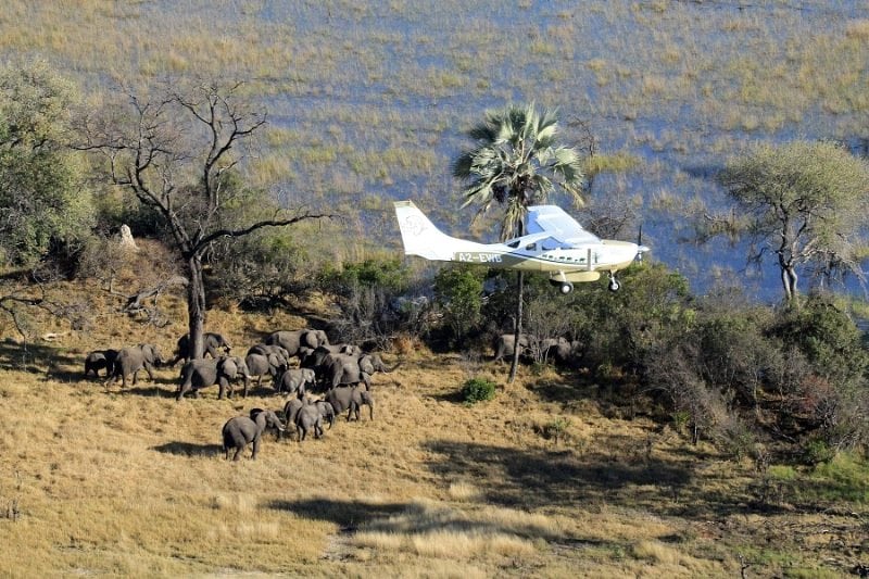 elephant-census-photo.jpeg