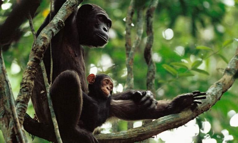 Wild Chimpanzee Mothers Teach Young To Use Tools, Video Study Confirms