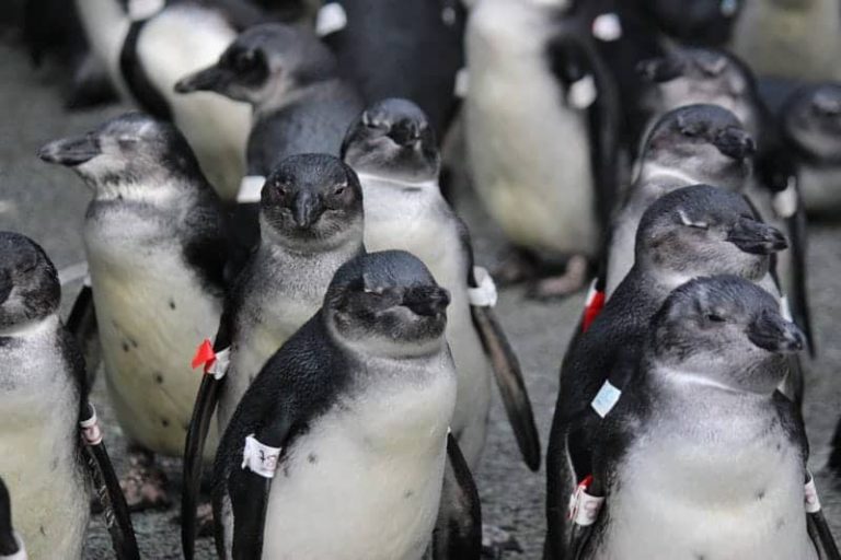 Endangered African penguins stuck in ecological trap due to overfishing