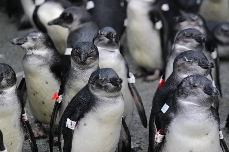 African-penguinSANCCOB_Francois_Louw.jpg
