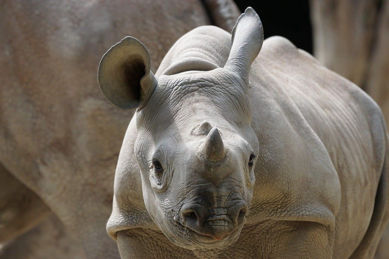 Conservation groups should remain resolute and say no to rhino horn trade