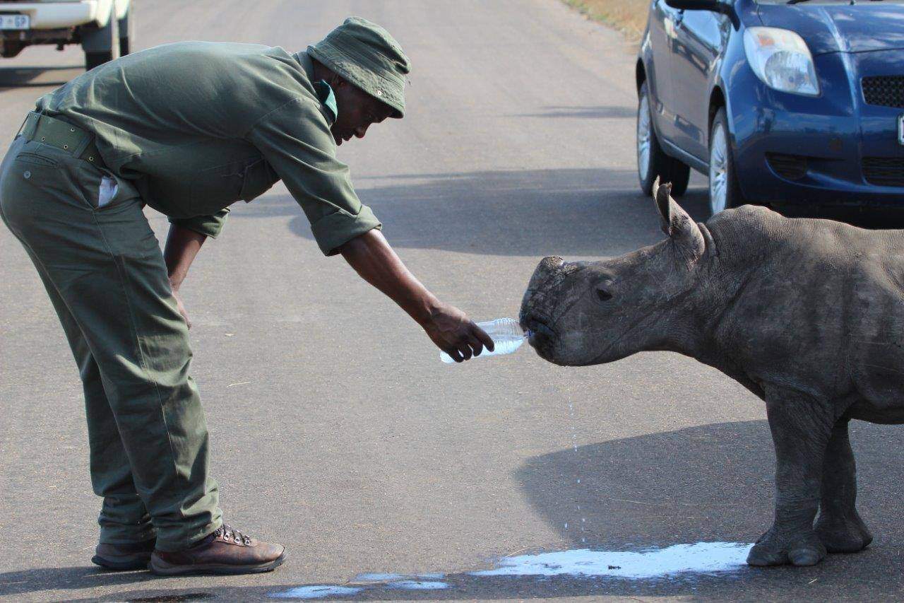 Ranger-stepped-in-to-help-an-orphaned-baby-rhino-found-wandering-in-the-Kruger-park.jpg