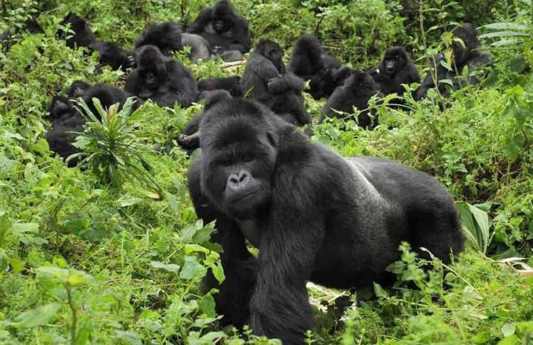Raise of Rwanda Gorilla Trekking Permits a direct Boost for Gorilla Conservation?