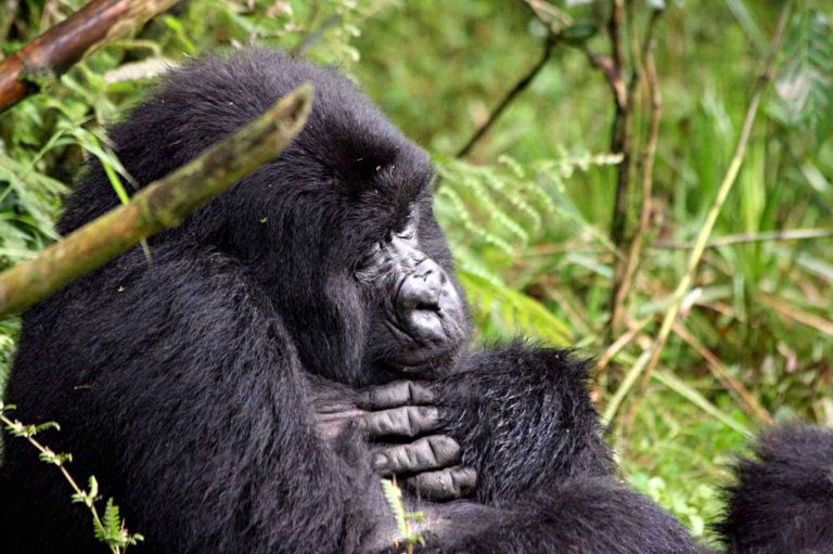 Are critically endangered mountain gorillas at risk from human disease?