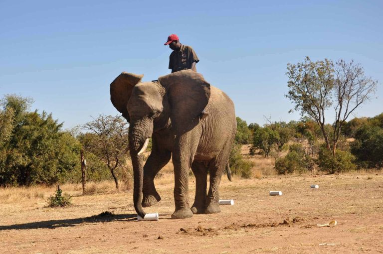 How African elephants’ amazing sense of smell could save lives
