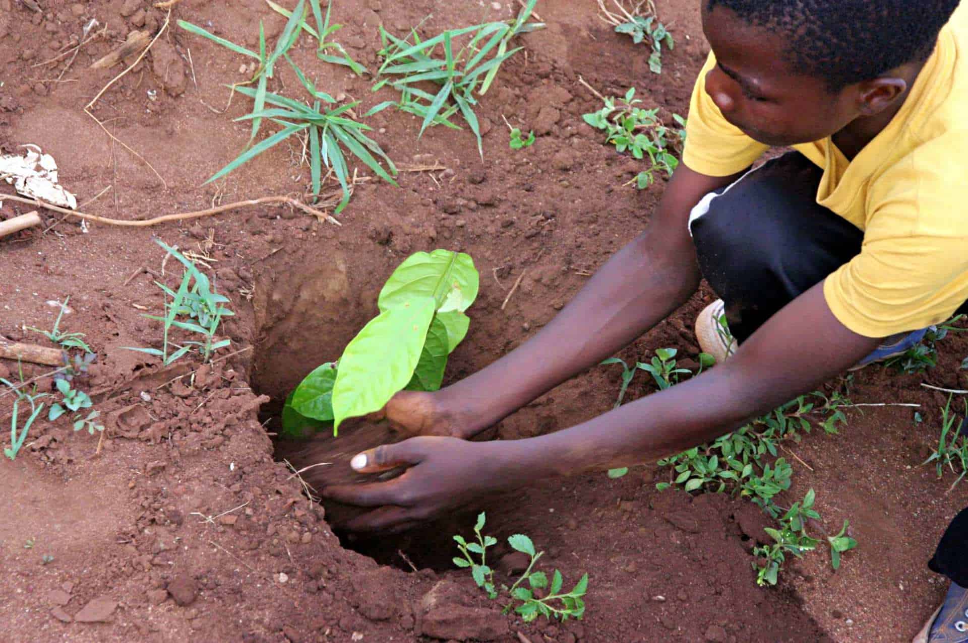 Dispelling the top seven tree planting misconceptions