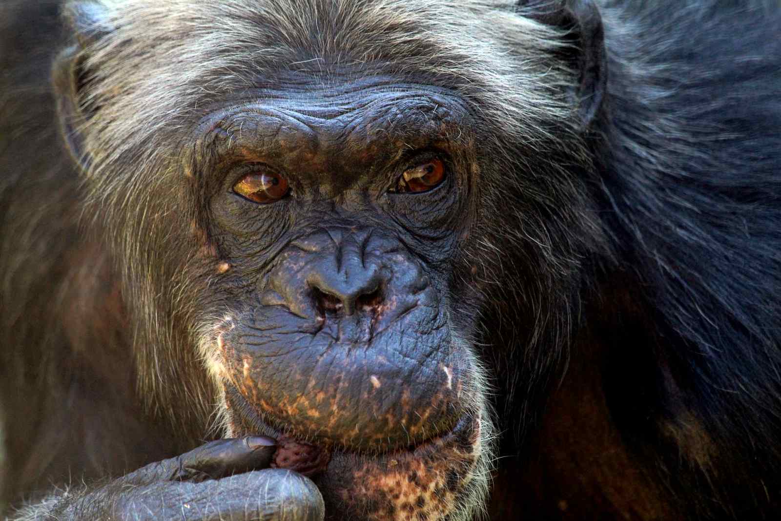 Guinea approves creation of largest sanctuary for the West African chimpanzee