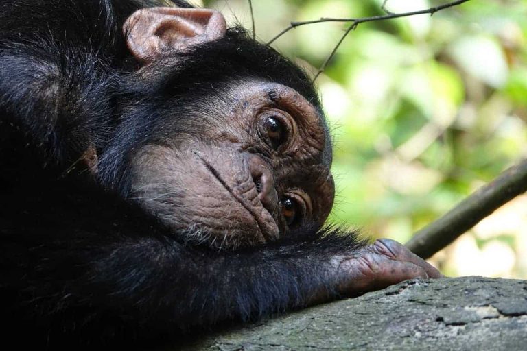 Chimpanzees adjust communication to fill another’s knowledge gap