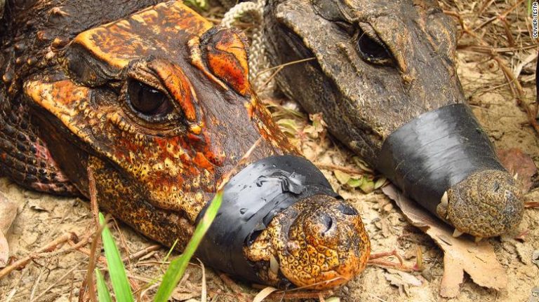 Are these mysterious orange cave-dwelling crocodiles developing into a new species?