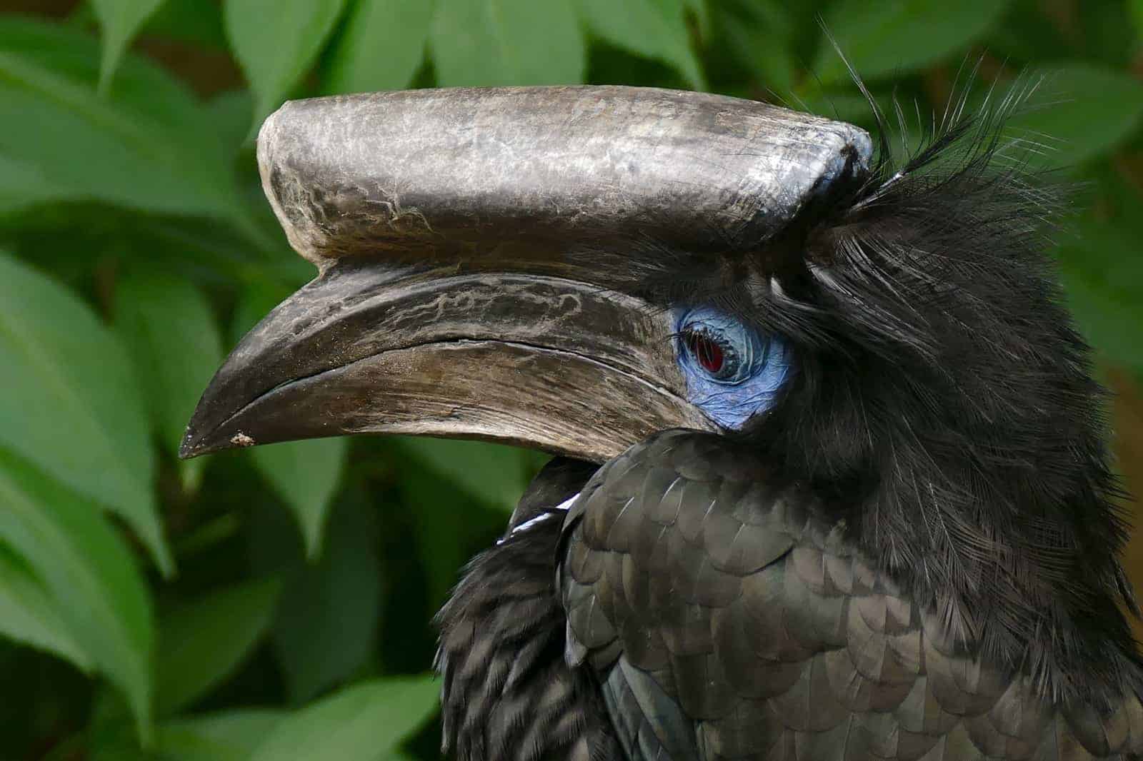 Bushmeat hunting threatens hornbills and raptors in Cameroon’s forests, study finds