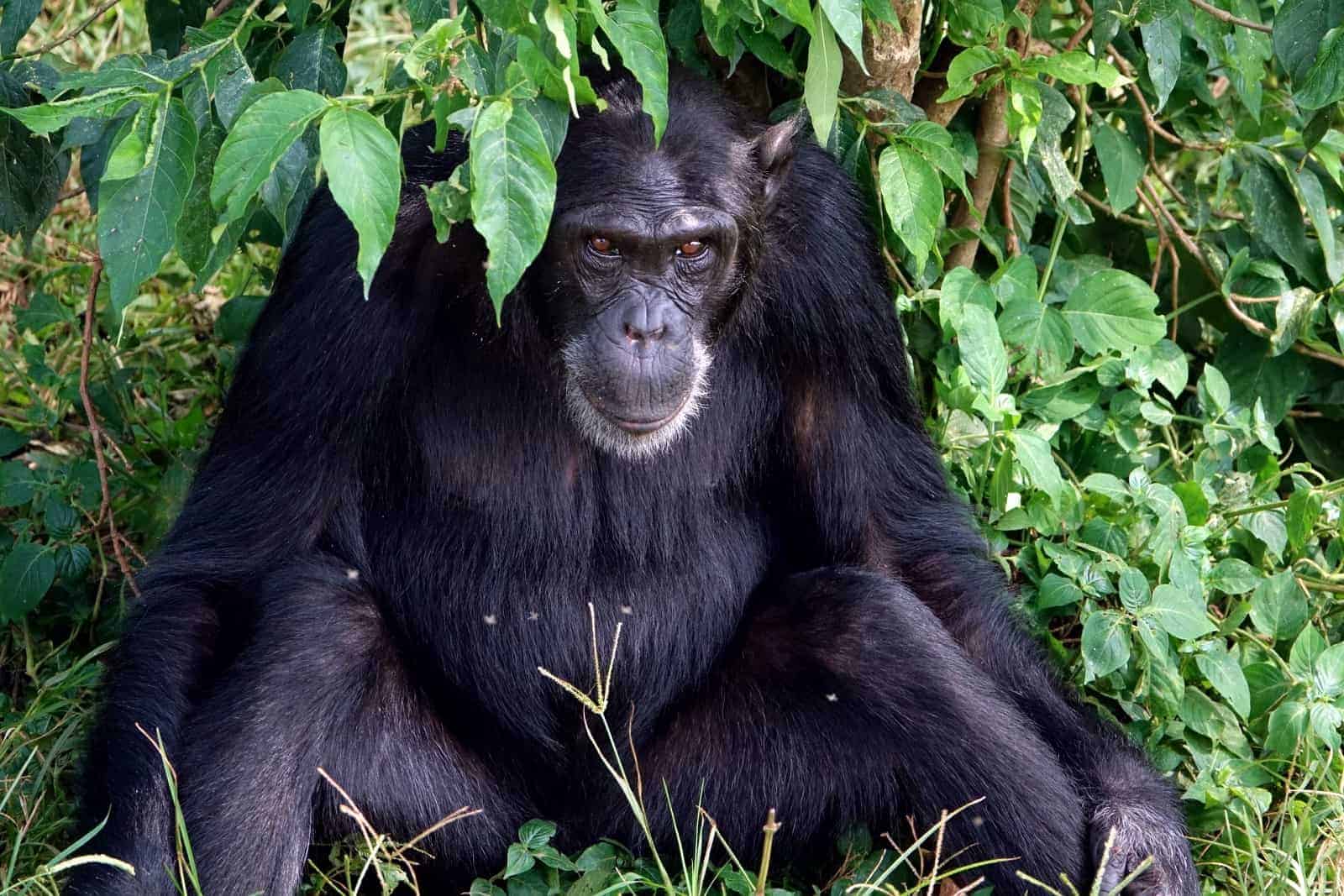 What great apes feces tell us about human health and digestive disorders