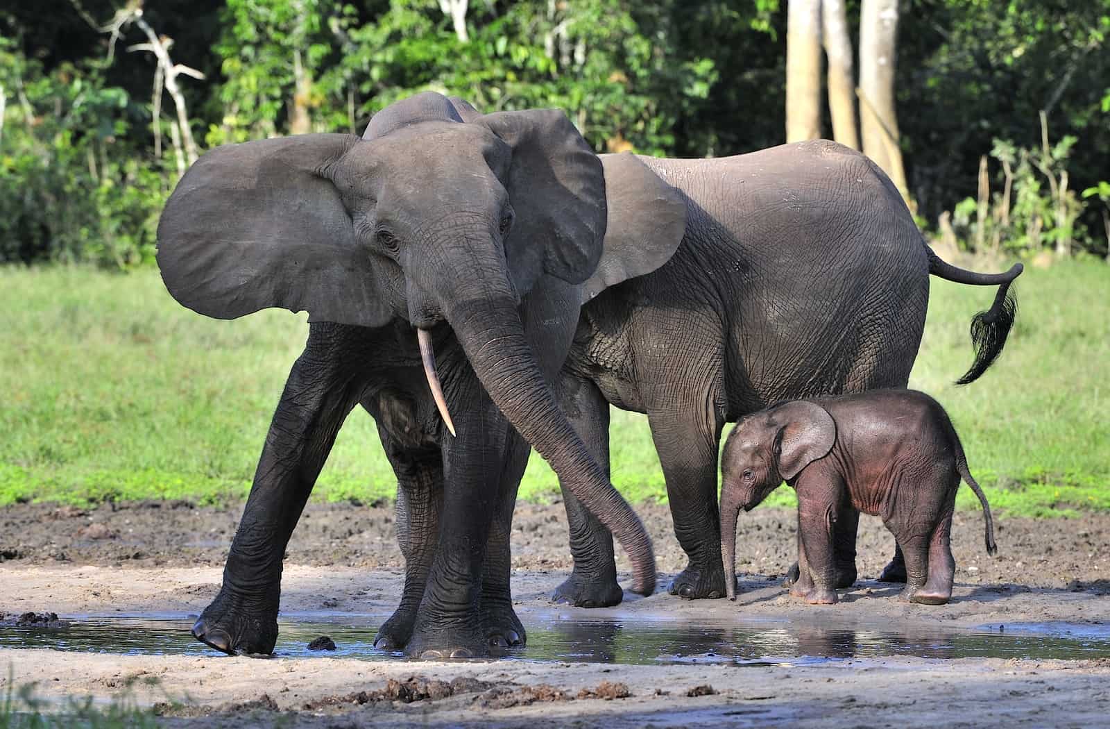 Protecting African forest Elephants - African Conservation Foundation