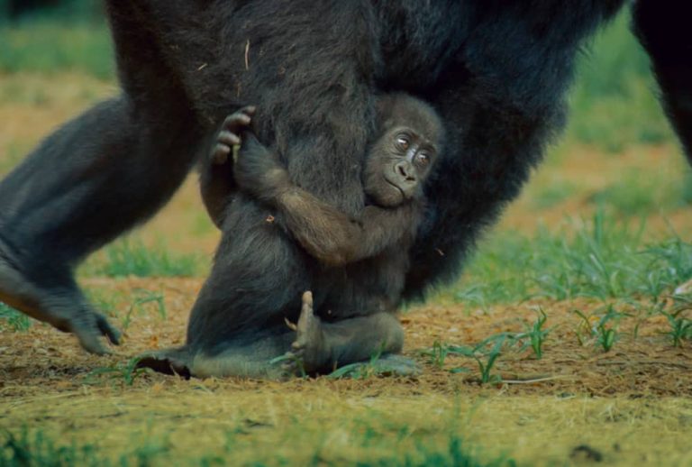 The more male gorillas look after young, the more young they’re likely to have