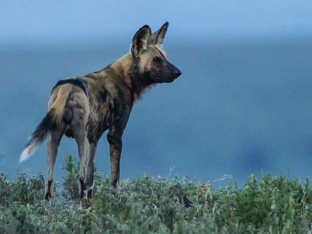 African wild dog