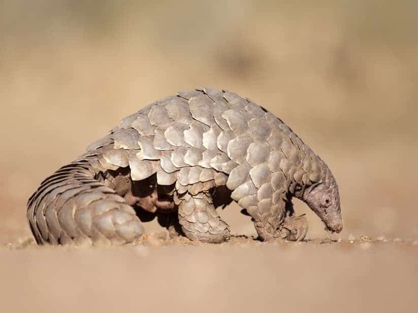 400,000 African pangolins are hunted for meat every year – why it’s time to act