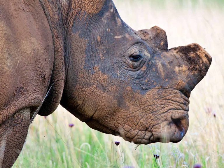 Rhino horn must become a socially unacceptable product in Asia