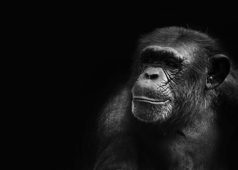 A chimpanzee cultural collapse is underway, and it’s driven by humans