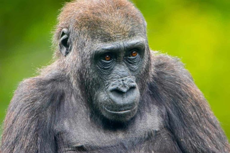 Complex gorilla societies shed light on roots of human social evolution