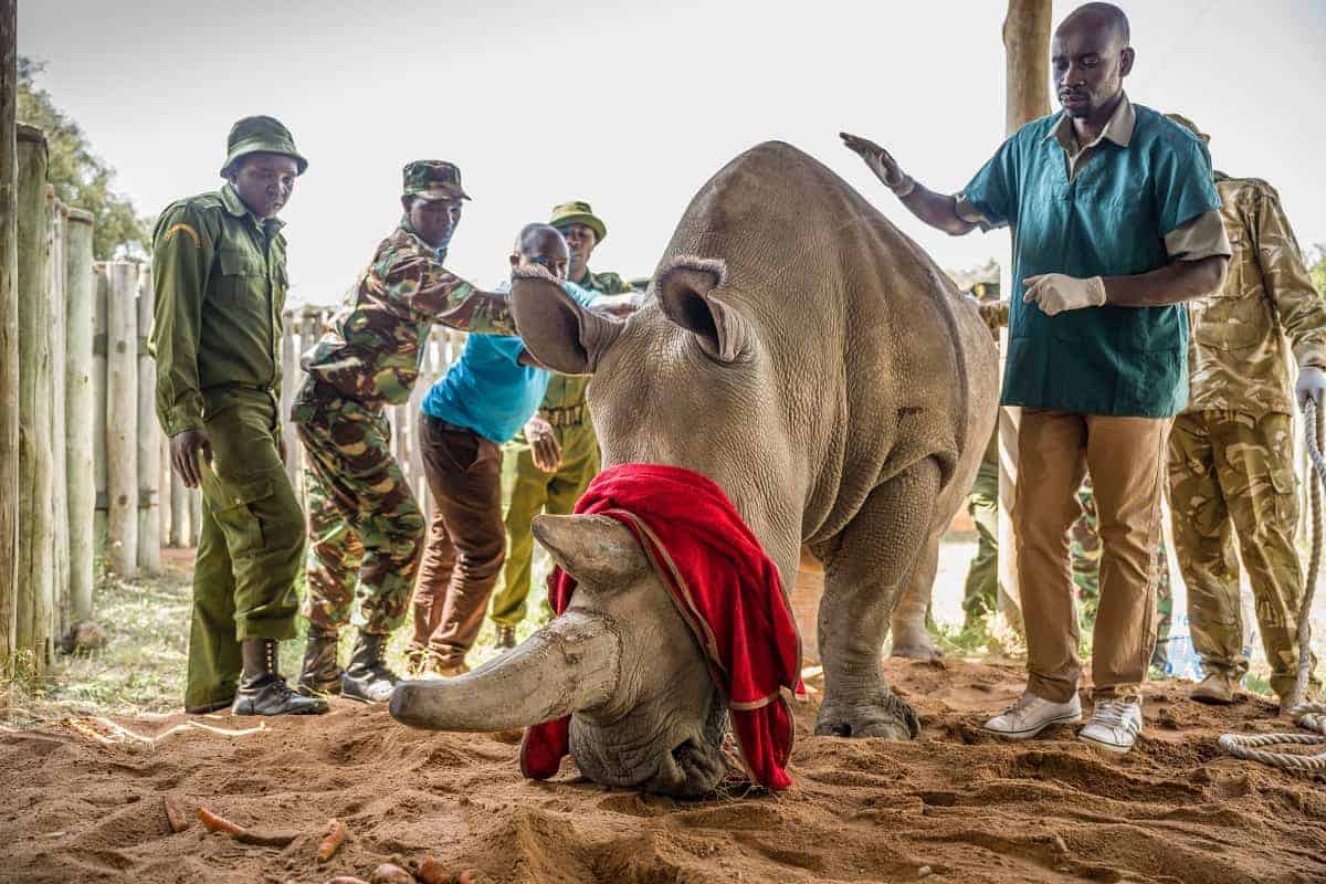 Successful Egg Harvest from the last 2 northern white rhinos may save the species