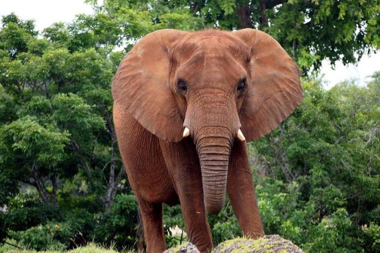 Debunking myths about the impact of elephants on large trees