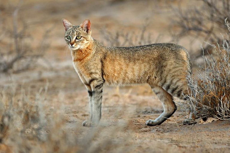 African wildcats under threat of hybridization by domestic and stray cats
