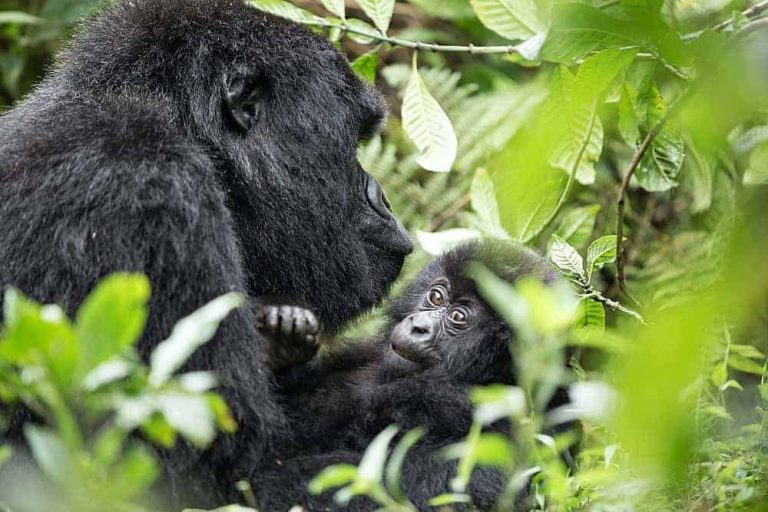 Global Mountain Gorilla Population Count Grows to 1,063
