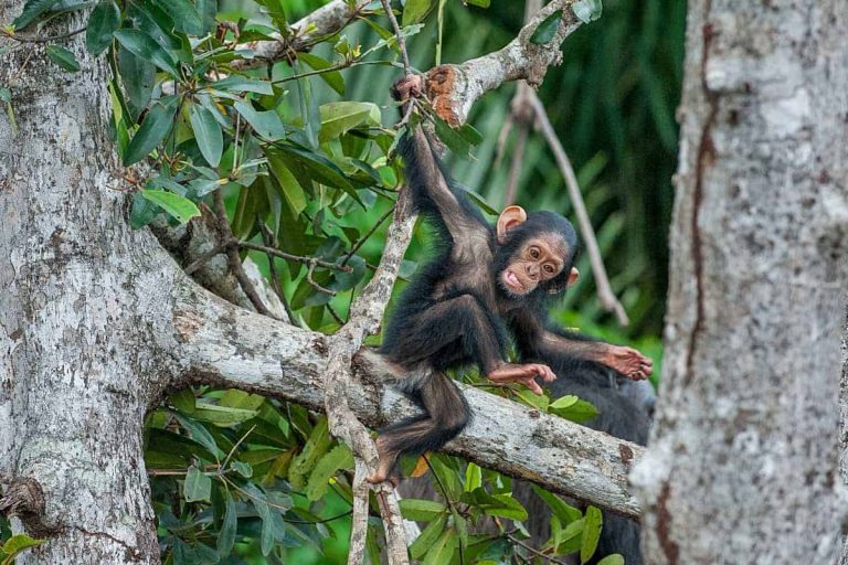 Urgent pan-Africa action plan launched by PASA to stop illegal chimpanzee trade as sanctuaries reach crisis capacity