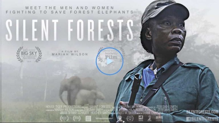 Silent Forests: A rare glimpse inside the forest elephant poaching crisis