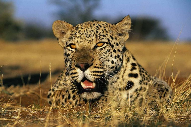 Exploitation changes leopard behaviour with long-term genetic costs