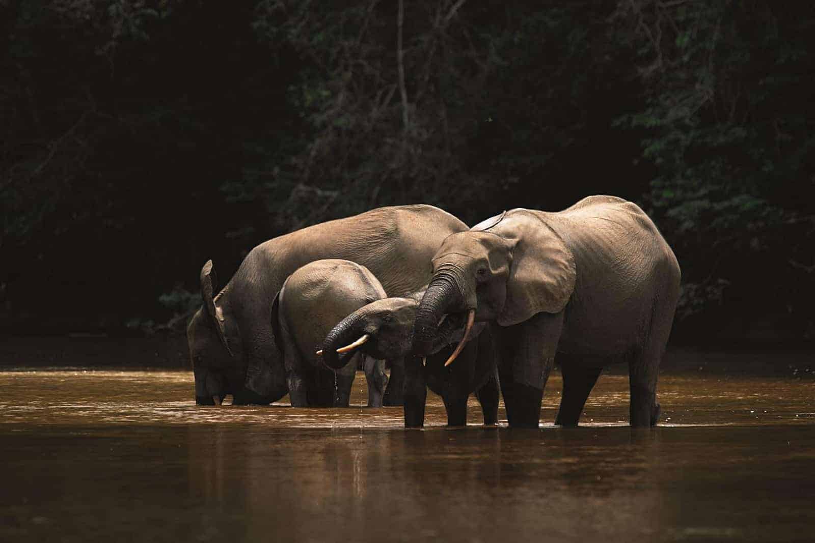 Impact of climate change on rainforest elephants