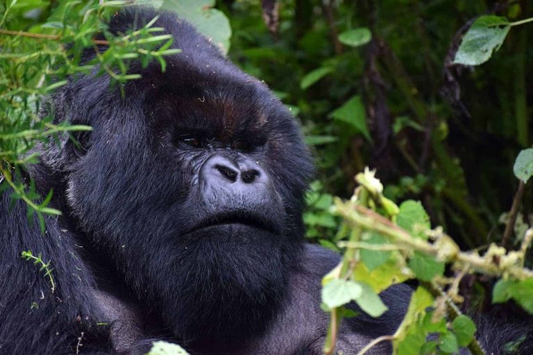 Keep your distance: Selfies, gorilla tourism and the risks of COVID-19 transmission