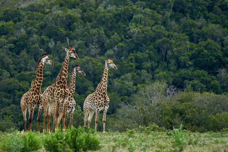 Giraffes are as socially complex as elephants, study finds