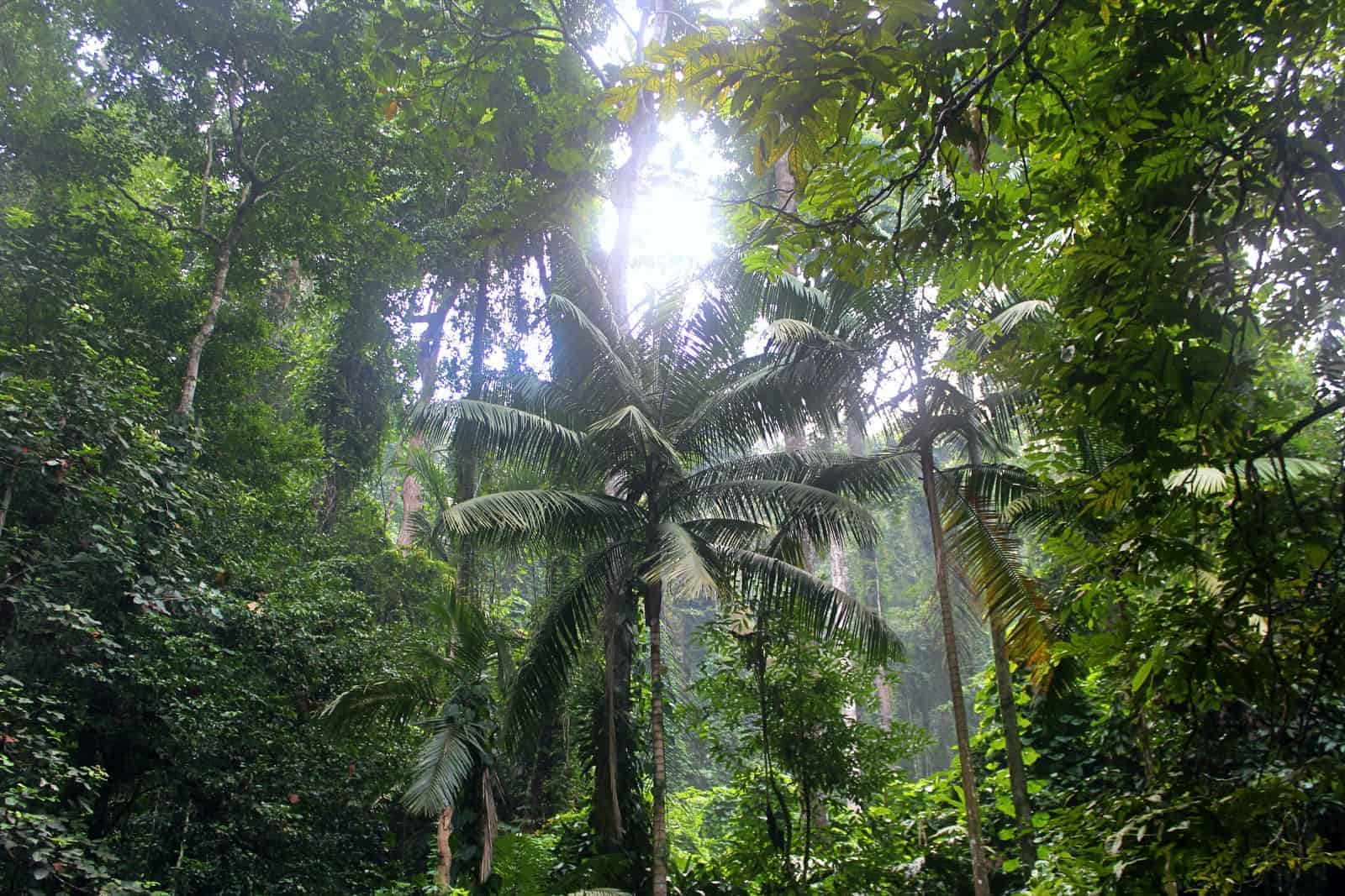 African tropical mountain forests