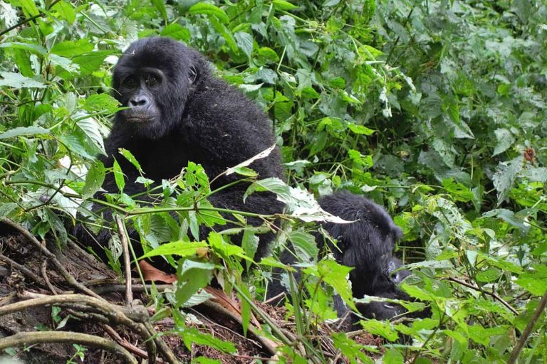 Mitigating Impacts of the COVID-19 Pandemic on Gorilla Conservation: Lessons From Bwindi Impenetrable Forest, Uganda