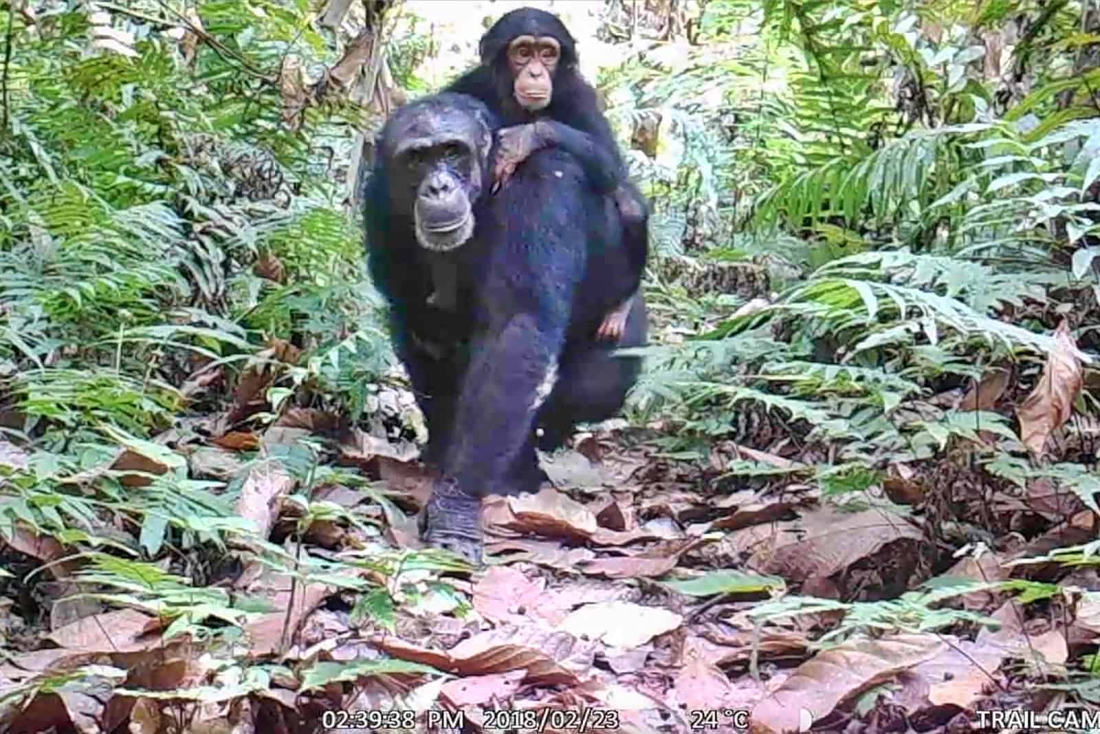 camera trap image chimpanzee