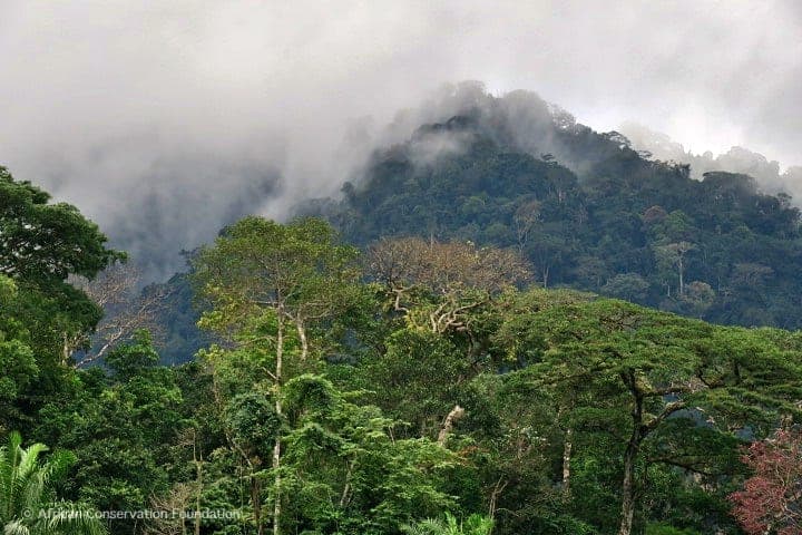 Rainforest of Cameroon