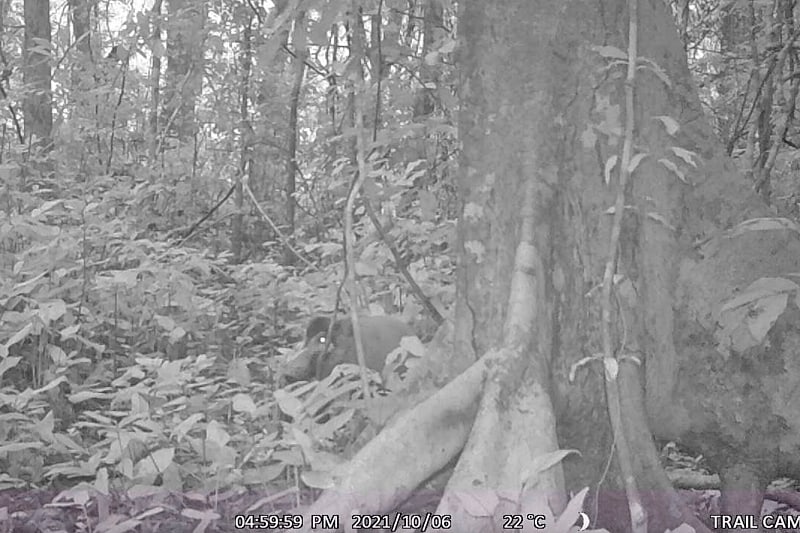 camera trap image red river hog