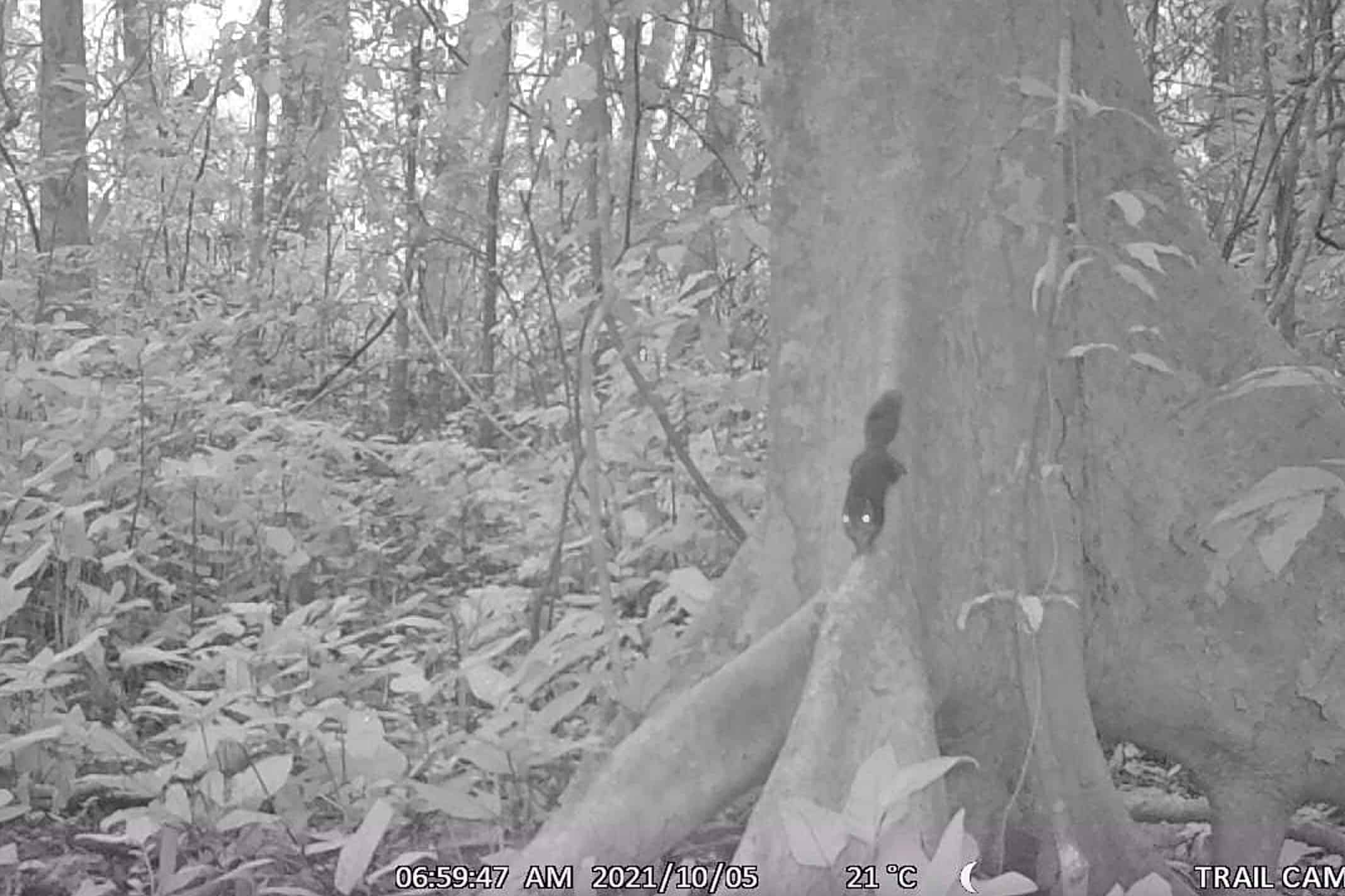 camera trap image squirrel