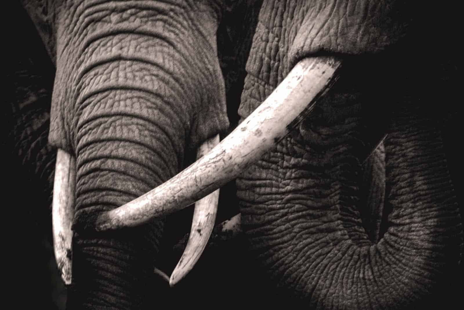 Elephant ivory: DNA analysis