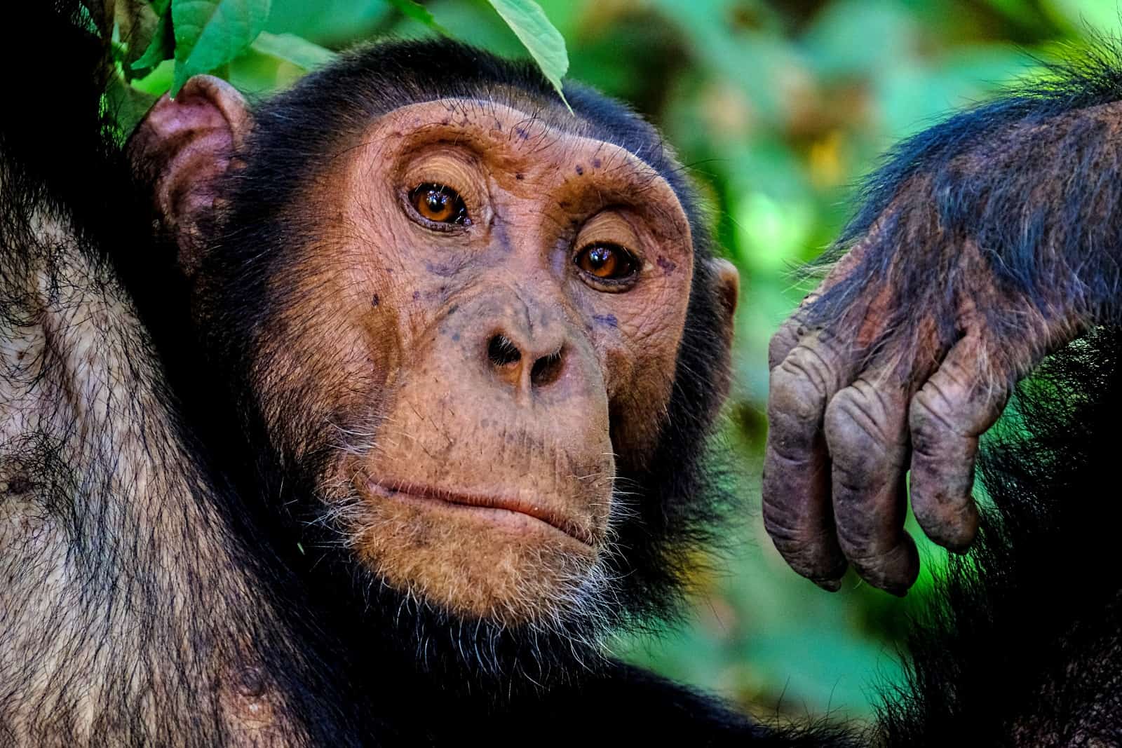 chimpanzee language