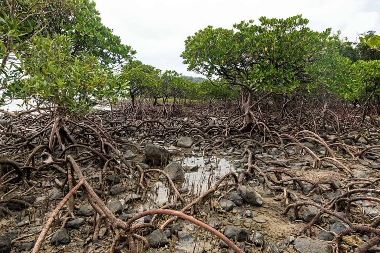 Cameroon: Wouri coastline mangroves are becoming empty as fish population slumps due to corruption and lawlessness