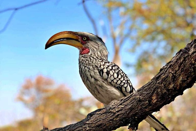 Climate change could wipe out southern yellow-billed hornbills in the Kalahari Desert by 2027