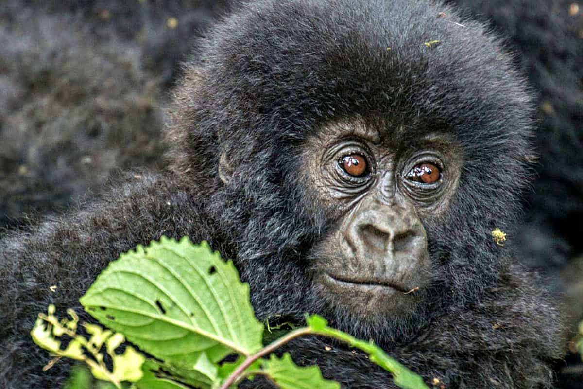 oil drilling virunga threatens gorillas