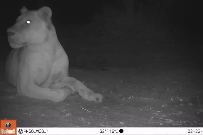 lioness in Sena Oura National patk