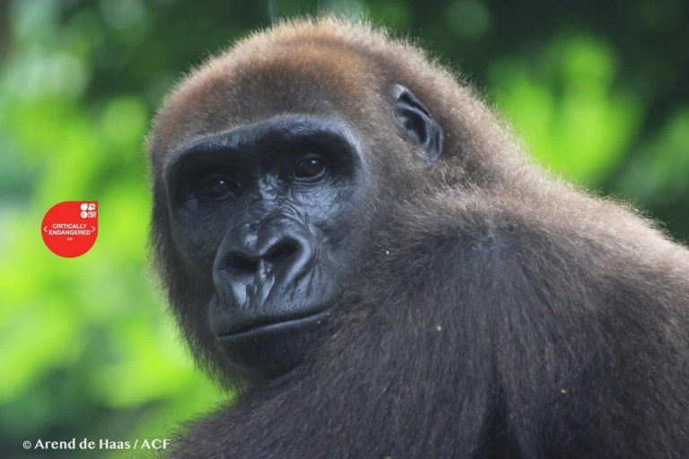 Saving Cross River Gorillas from extinction