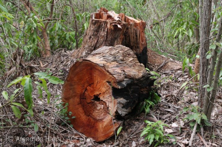 Miombo Forest Restoration - African Conservation Foundation