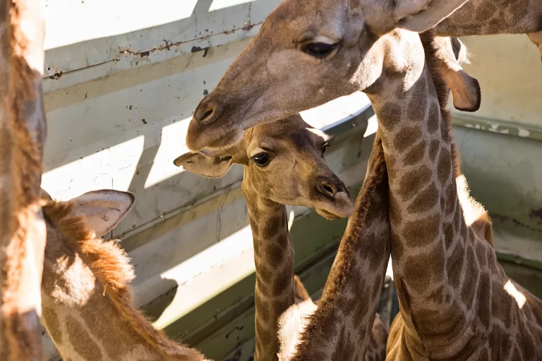 Rewilding Angola: Giraffe Reintroduced to Iona National Park