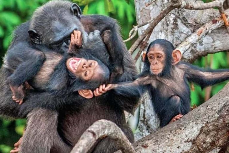Chimpanzee Habituation and Conservation Experience