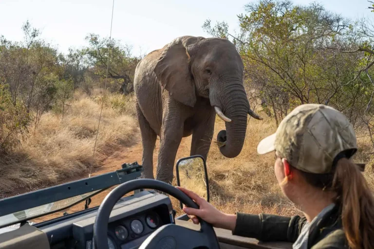 Elephant encounter at field guide training